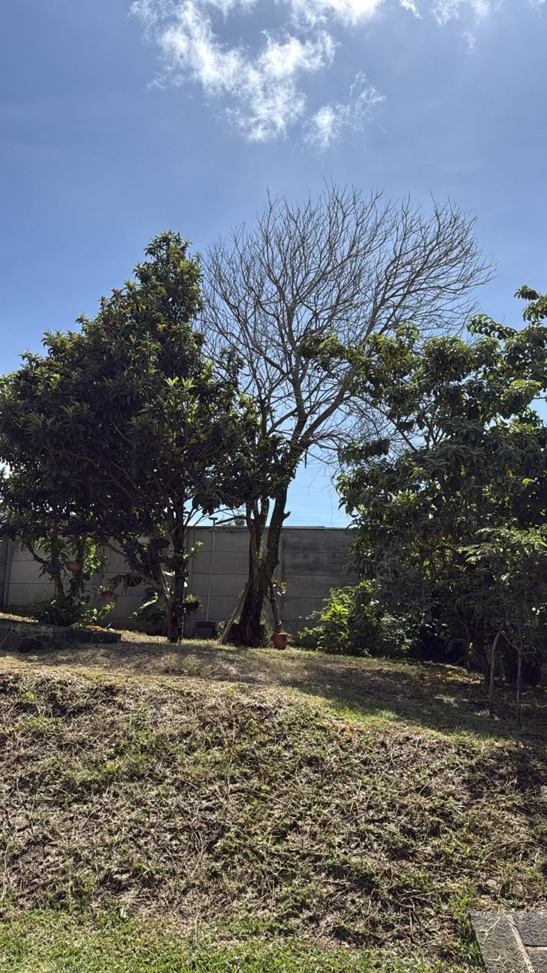 Árbol seco junto a la tapia antes del corte