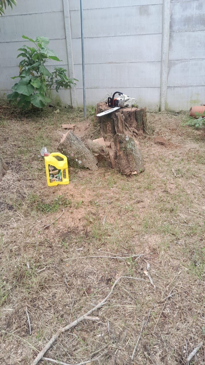 Terreno despejado después del corte de un árbol seco