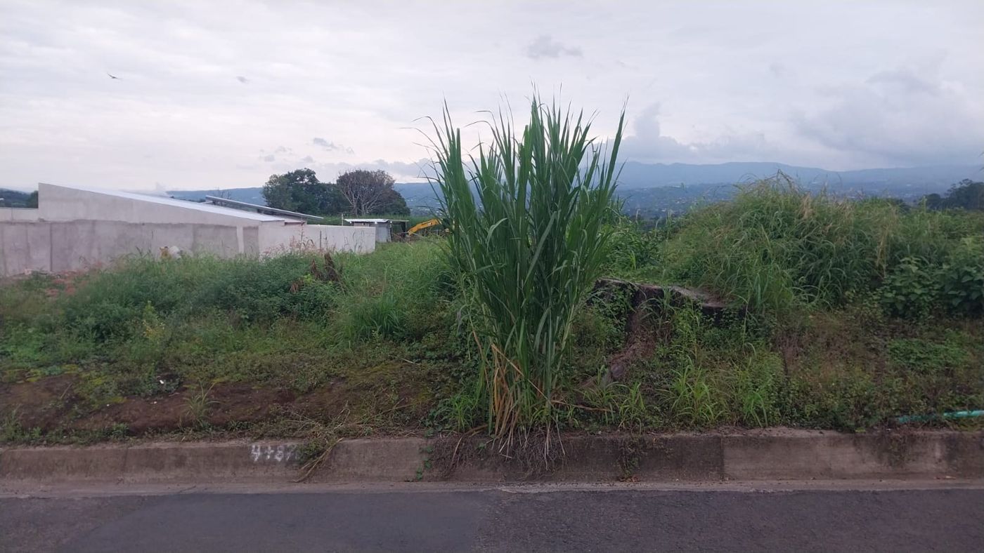 Lote cubierto de maleza alta